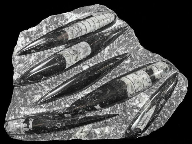 Polished Orthoceras (Cephalopod) Plate - #61539